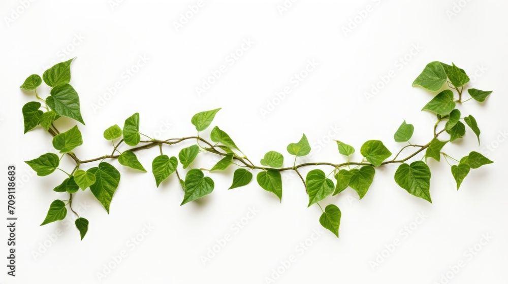 On a white backdrop, the Cowslip creeper medicinal plant is highlighted within a frame created by a stick-shaped green leaf vine. On a white backdrop, the Cowslip creeper medicinal plant is highlighted within a frame created by a stick-shaped green leaf vine.