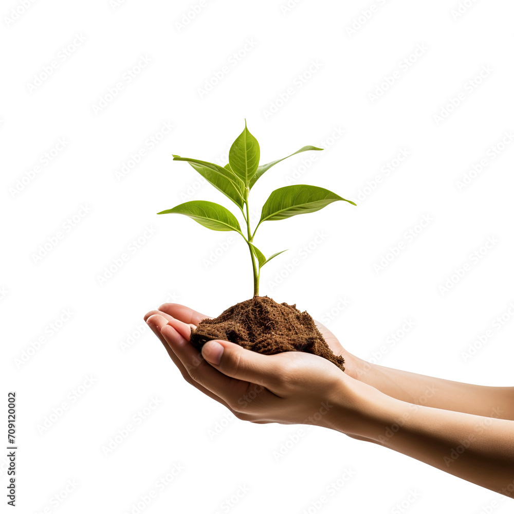 hands holding a plant isolated on transparent background Remove png, Clipping Path, pen tool