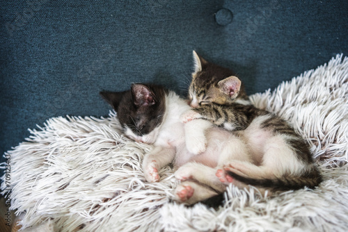 Little cute kittens sleeping and hugging on a fluffy pillow. Fragile baby animals