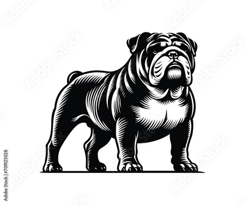 English bulldog vector