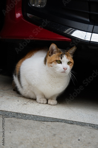 赤い車の下で香箱座りをしている三毛猫柄の野良猫 photo