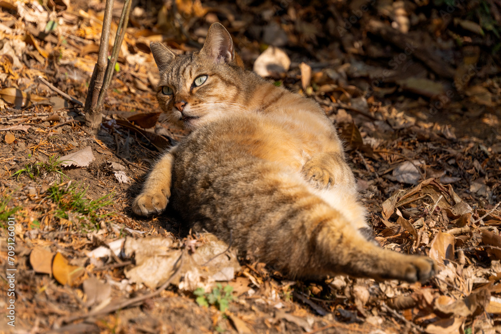 秋の落ち葉の上でおじさんみたいなポーズでリラックスして寝てる野良猫 秋の落ち葉の上でおじさんみたいなポーズでリラックスして寝てる野良猫