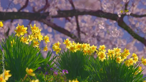 Wallpaper Mural 春爛漫の満開春景色 Torontodigital.ca