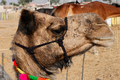 Kamelmarkt, Menschen, Tiere, Wüstenstadt Pushkar,               ( pushkar Camel Fair ) Rajasthan, Nordindien, Asien