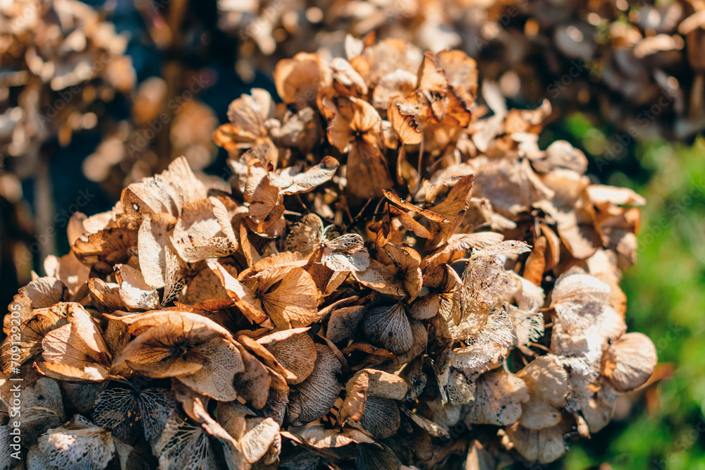 Hydrangea flower in winter