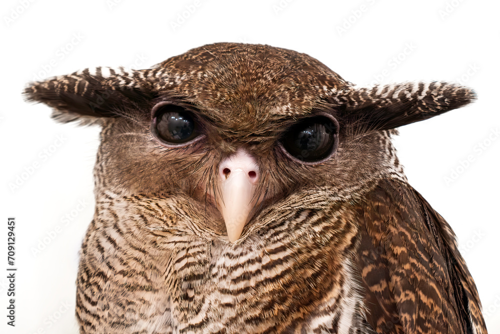 Naklejka premium Barred Eagle-owl (Ketupa sumatrana)