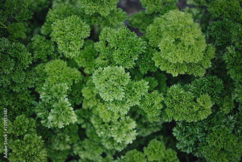 tasty and healthy green parsley  parsley harvest on the beds