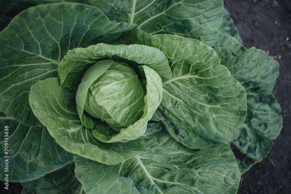 a large head of cabbage growing in the garden bed a large head of cabbage growing in the garden bed