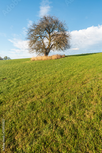 Autumn scenery with meadow and isolated tree photo