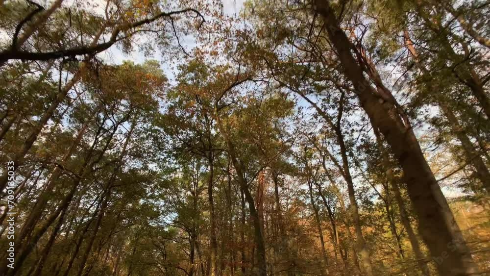Path in autumn forest tracking shot nature background Path in autumn forest tracking shot nature background
