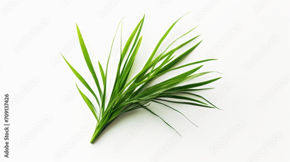 Featured in this product photo is Imperata cylindrica against a solid white background, drawing attention to its lively green hue. Featured in this product photo is Imperata cylindrica against a solid white background, drawing attention to its lively green hue.