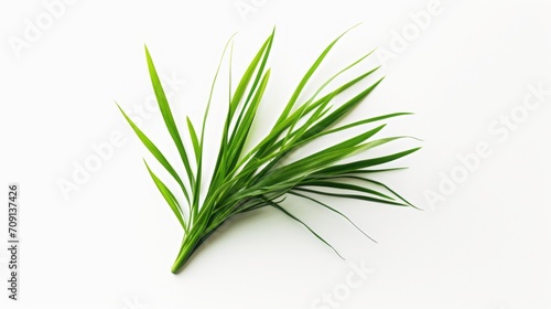 Featured in this product photo is Imperata cylindrica against a solid white background, drawing attention to its lively green hue.