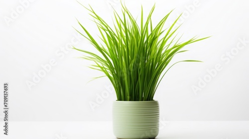 The showcased product photo highlights Imperata cylindrica set against a firm white backdrop  emphasizing its vivid green hue.