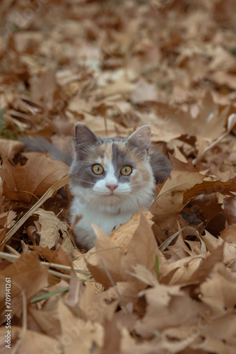 Small cat among fallen leaves in autumn
