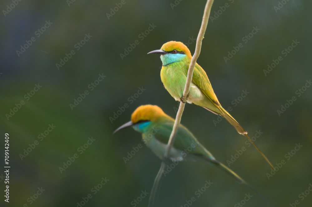 Obraz premium bee eater perched on branch