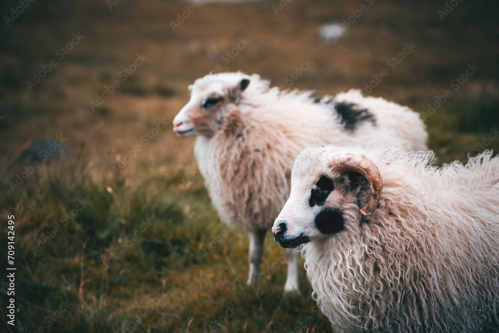 sheep and lamb portrain in nordic meadows sheep and lamb portrain in nordic meadows