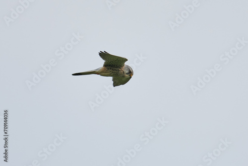 Turmfalke im Rüttelflug von der Seite photo