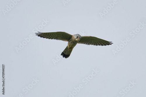 Turmfalke im Rüttelflug von schräg vorne photo