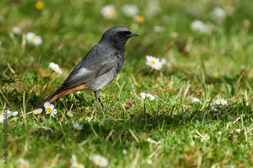 Obraz premium Männlicher Hausrotschwanz auf der Futtersuche auf einer blühenden Frühlingswiese