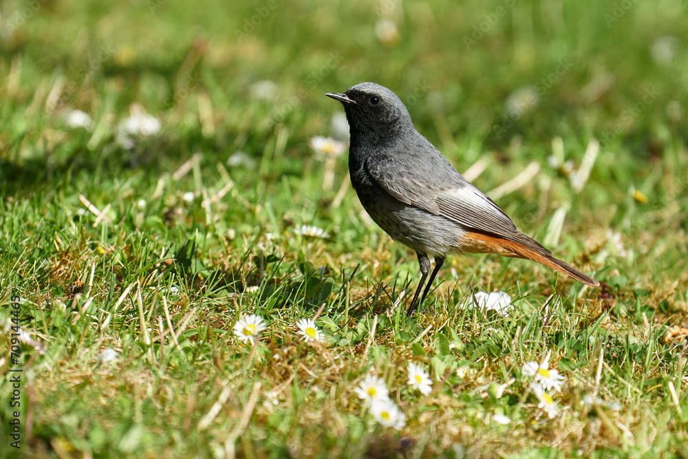 Männlicher Hausrotschwanz auf der Futtersuche auf einer blühenden Frühlingswiese Männlicher Hausrotschwanz auf der Futtersuche auf einer blühenden Frühlingswiese