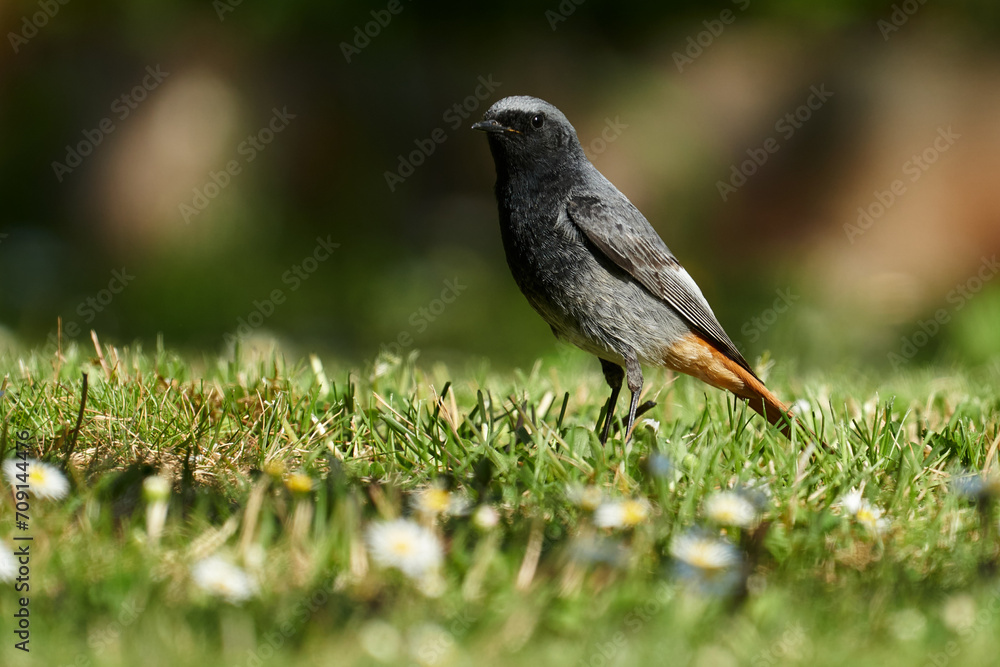 Männlicher Hausrotschwanz auf der Futtersuche auf einer blühenden Frühlingswiese Männlicher Hausrotschwanz auf der Futtersuche auf einer blühenden Frühlingswiese