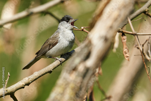 Singende Mönchsgrasmücke auf einem Zweig