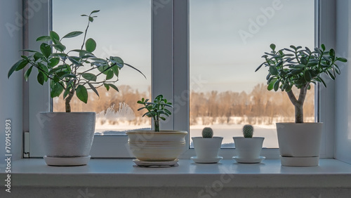 The window in the room with houseplants on window sill and curtains against the backdrop of the river and forest covered with snow at winter.