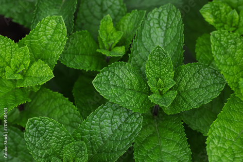 Fresh green mint leaves growing on garden bed photo