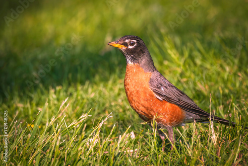 an american robin, backyard bird