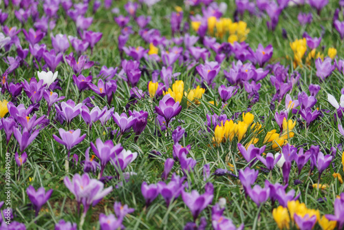 Lilac crocuses blossoming in spring season
