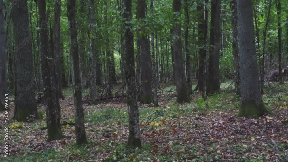 forest in autumn forest in autumn