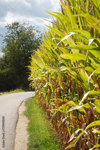 Ripe corn in the field in Southern Germany, Baden-Wuerttemberg photo