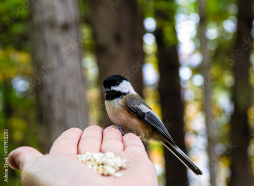 Close-up of a human hand feeding safflower seeds to a black-capped chickadee in the forest on a warm autumn day in October.