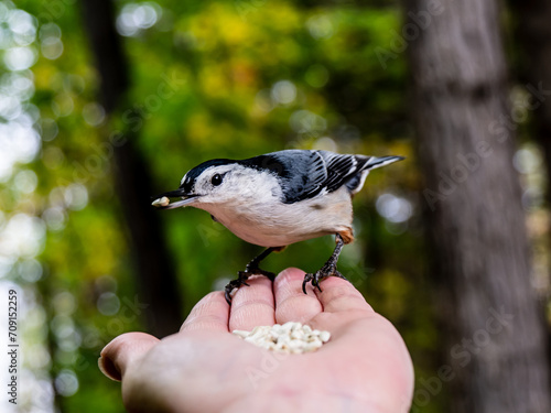 Close-up of a human hand feeding safflower seeds to a white breasted nuthatch in the forest on a warm autumn day in October.