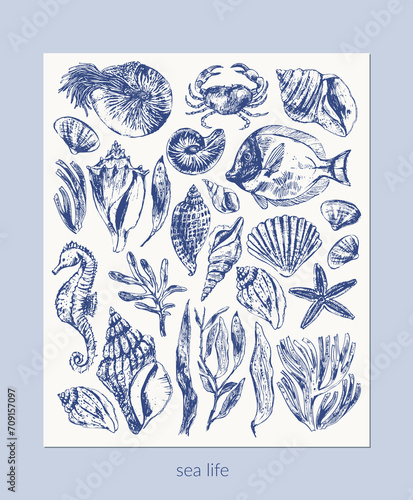 Vector sea animals illustration set.