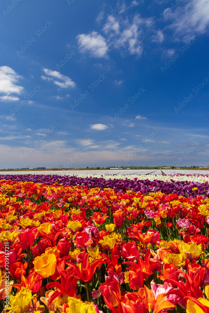 Field of tulips near Keukenhof, The Netherlands Field of tulips near Keukenhof, The Netherlands