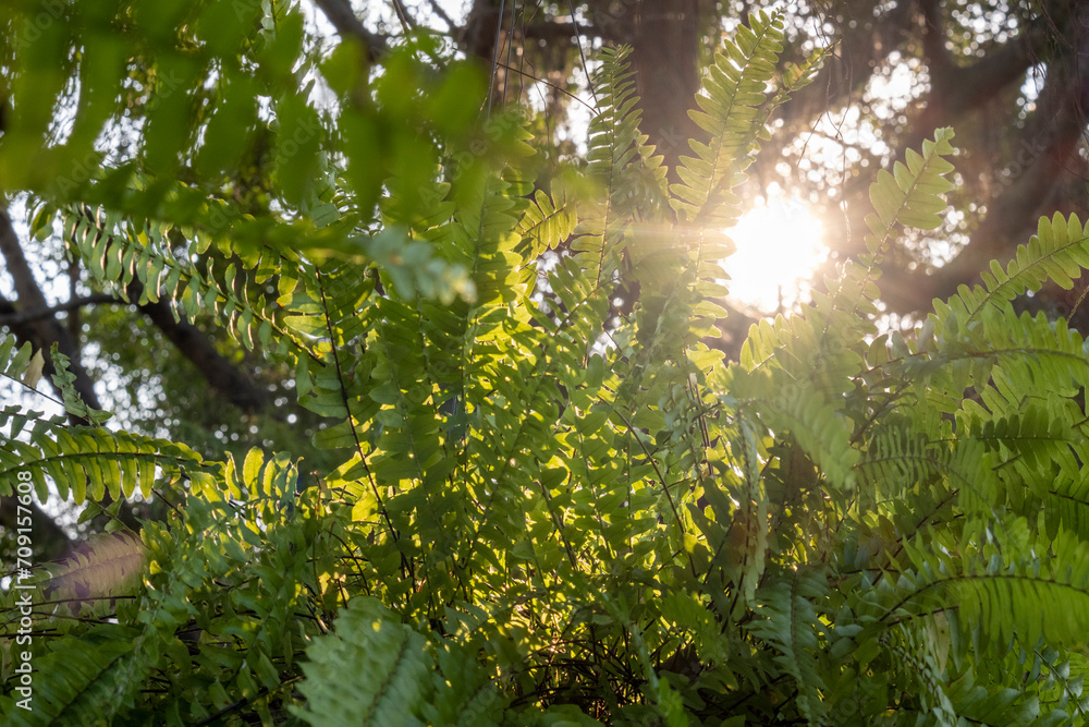 Green fern in sunlight glowing green