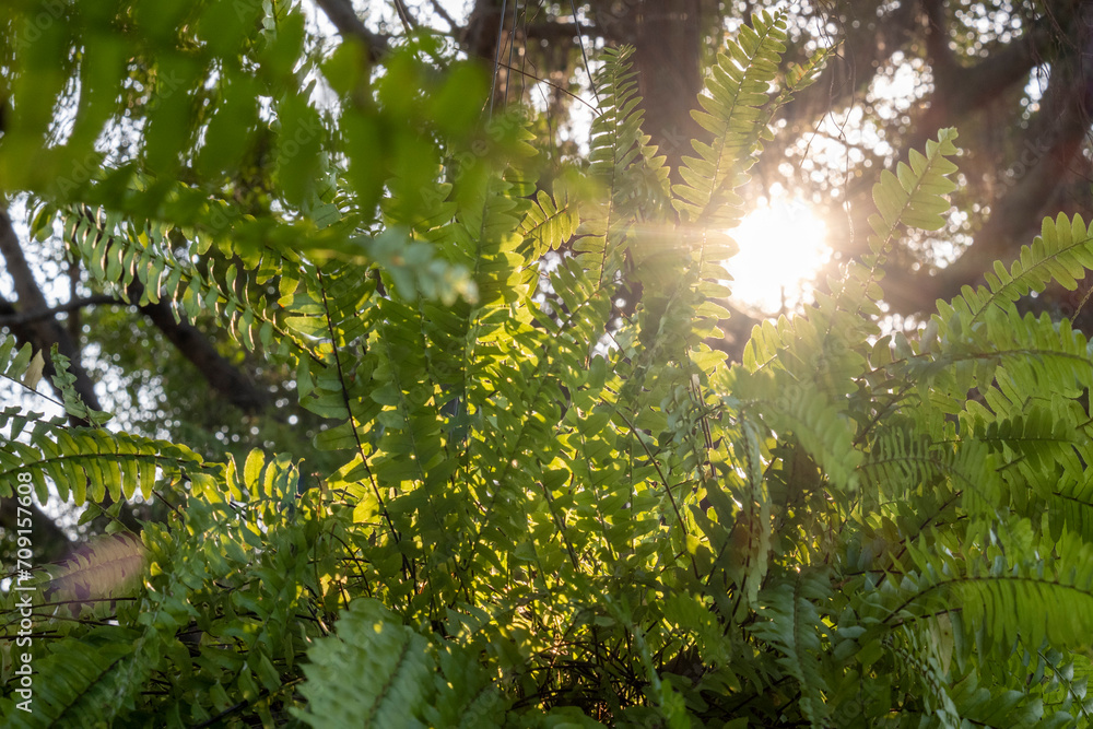 Fototapeta premium Green fern in sunlight glowing green