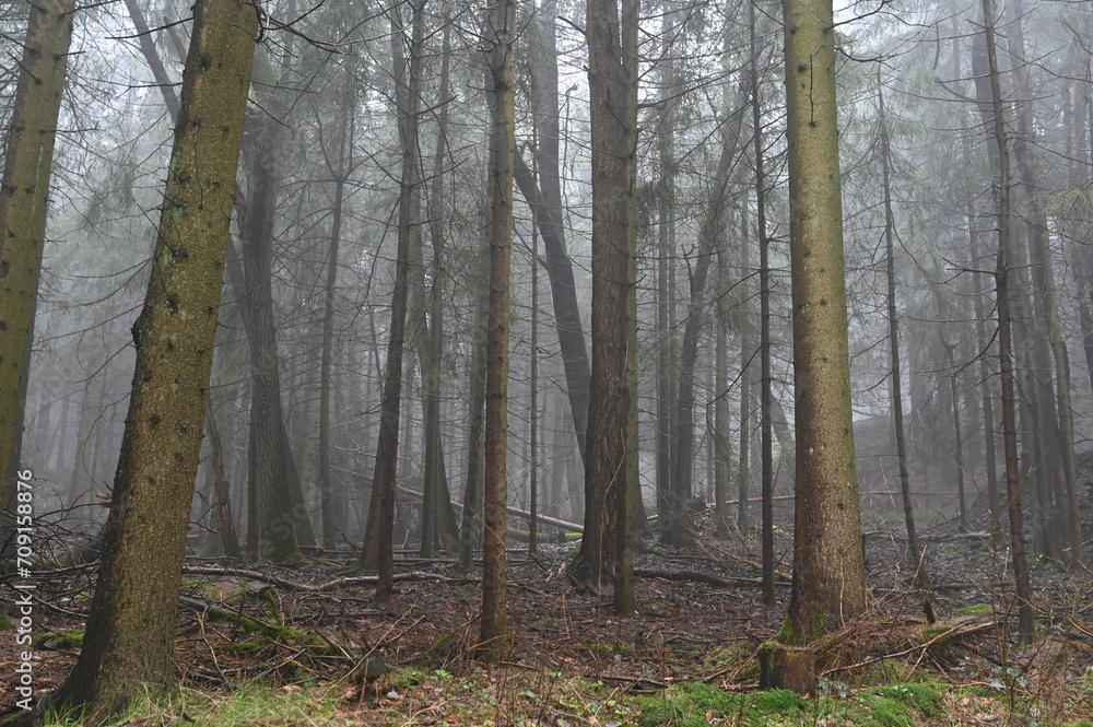 Nebel im Fichtenwald Nebel im Fichtenwald
