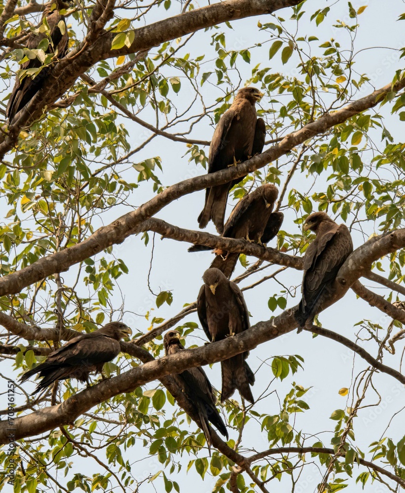 flock of hawks sitting together on a tree flock of hawks sitting together on a tree