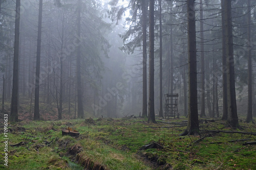 Jagdhochsitz in einem nebligen Fichtenwald im Vorfr  hling