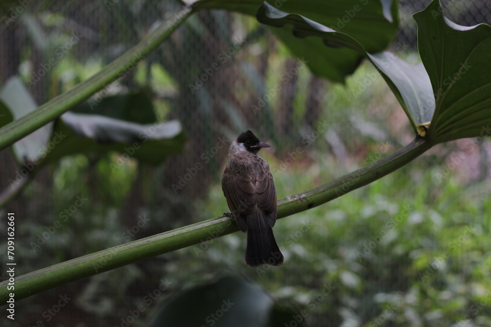 close up of Kutilang or Sooty Headed Bulbul bird close up of Kutilang or Sooty Headed Bulbul bird