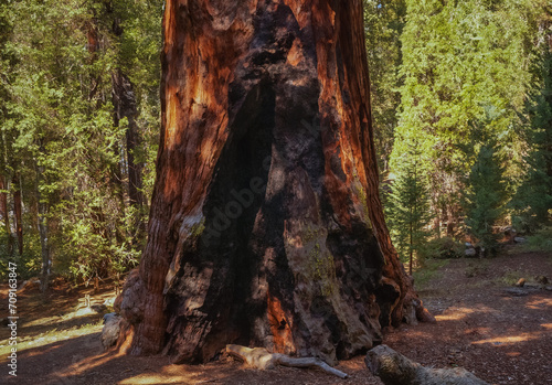 Giant tree in the The Kings canyon and Sequoia national Park,Ca,USA
