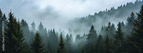 Misty Enchantment: Fog-Shrouded Pine Forest in Swiss Countryside Realism