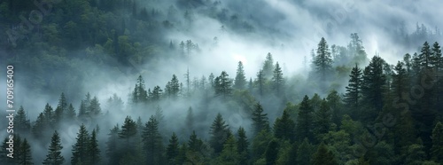 Enchanted Forest Mist: Nature's Patterns and Mountain Vistas Hidden in Fog © Vasilya