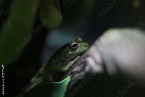 close up of a green frog