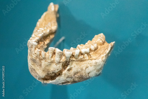 Homo Naledi jawbone photo