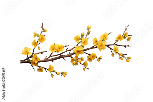 A yellow flowers on a PNG background.