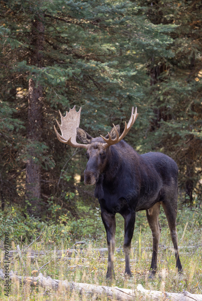 Bull Moose During the Rut in Autumn in Wyoming Bull Moose During the Rut in Autumn in Wyoming