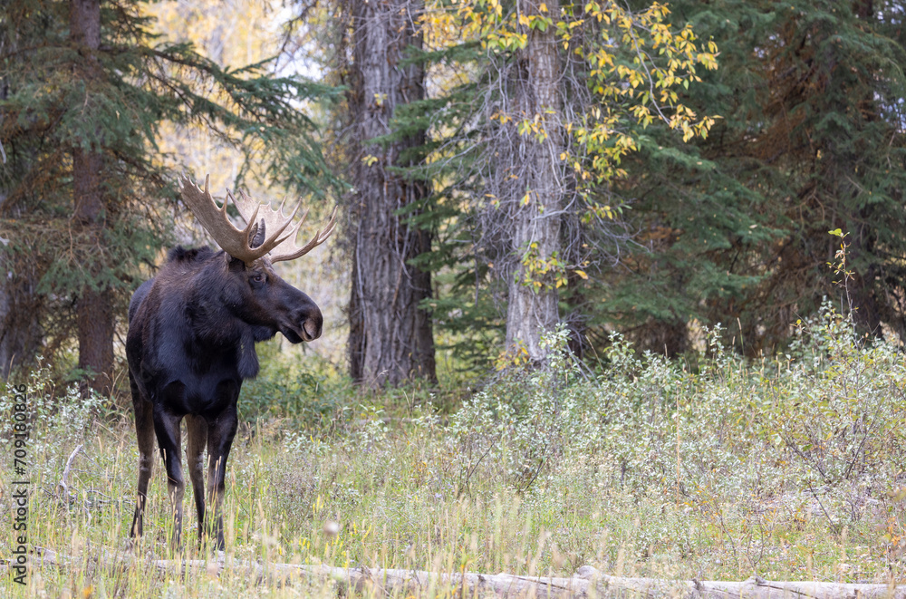 Bull Moose During the Rut in Autumn in Wyoming Bull Moose During the Rut in Autumn in Wyoming